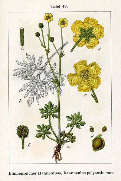 File:Ranunculus polyanthemos Sturm05049.jpg