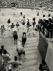 Bulls entering the Plaza de Toros in the end of the encierro