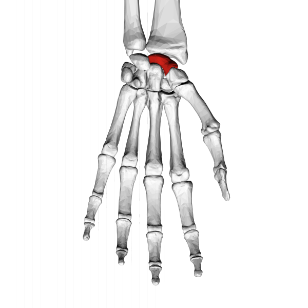 File:Scaphoid bone (left hand) 01 palmar view down.png