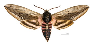 ♂ Face dorsale MHNT