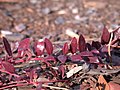 Vaccinium crassifolium (Creeping blueberry)