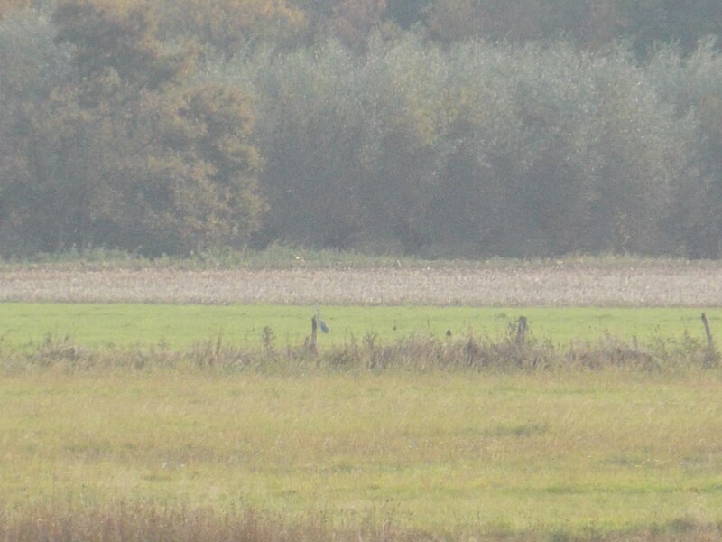 File:Versmolder Naturschutzgebiet (Versmolder Bruch) 38.JPG