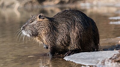 Slika:Nutria (Myocastor coypus) in a partially frozen river Ljubljanica.jpg