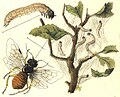 drawing of a fly living on pear plants