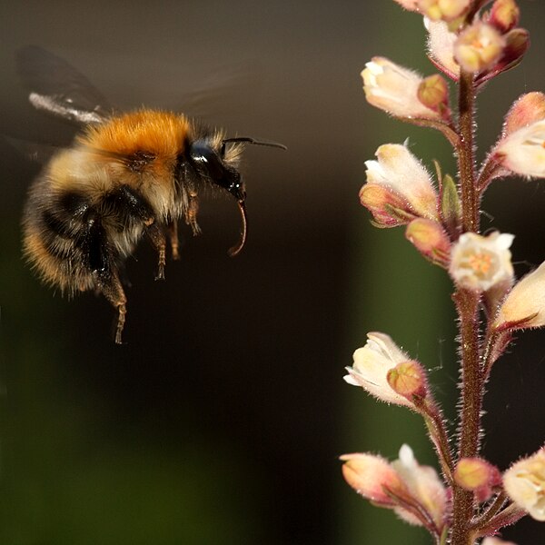 File:Bumblebee heuchera.jpg