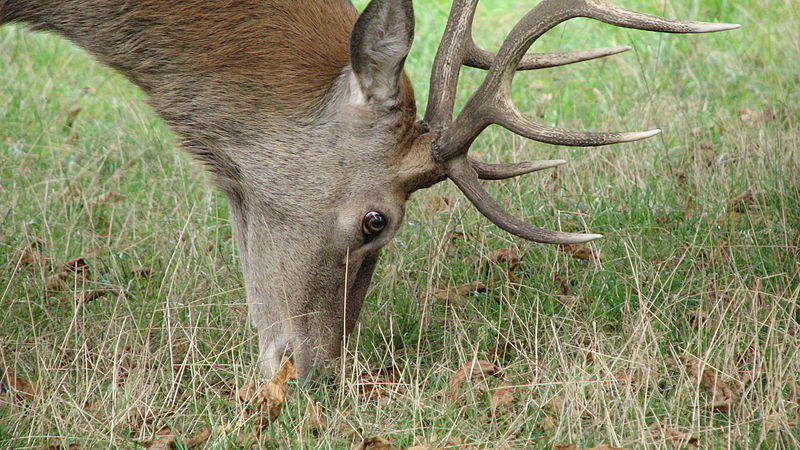 File:Bushy Park (3018360489).jpg