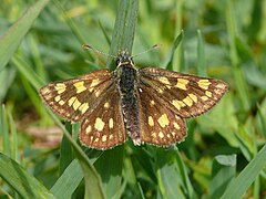 Gelbwürfeliger Dickkopffalter (Carterocephalus palaemon)