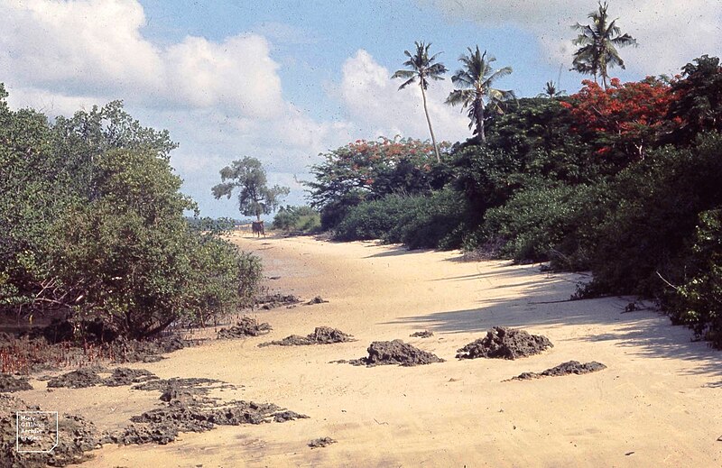 File:Chole Island. Poinciana in bush. Casuarina on beach. Mangroves left.jpg