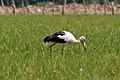 Ibera Marshes, Corrientes, Argentina