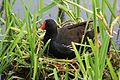 Moorhen, Oxfordshire