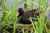 On nest, Wolvercote, Oxfordshire