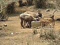 Deers at Bannerghatta National Park