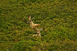 South Andean deer