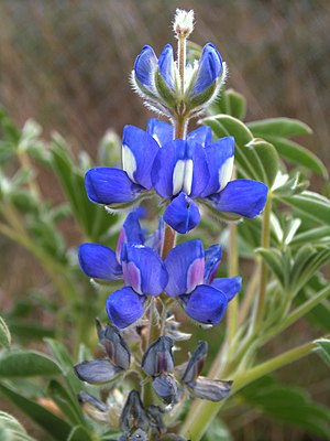 etflora lupeno (Lupinus micranthus)