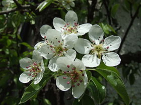 Blossoms of a european pear (Pyrus communis)