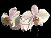 Phalaenopsis philippinensis