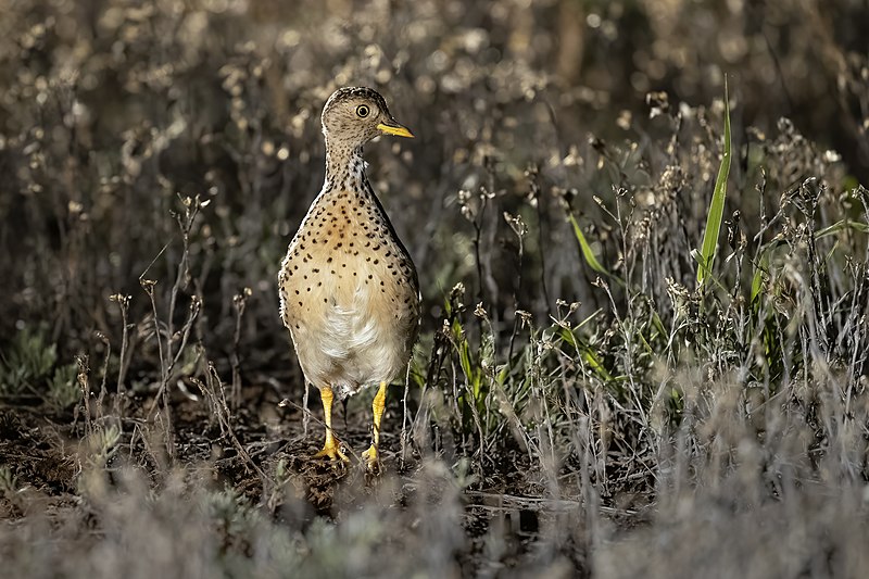 File:Plains-wanderer male 8055.jpg