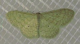 Scopula minorata