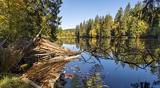 Silberteich im Harz