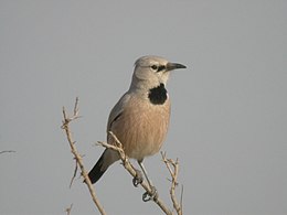 Podoces panderi