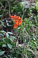 Epidendrum radicans