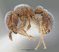 Tetramorium reptana