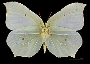 Gonepteryx rhamni ♀ △