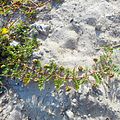 Creeping Thorny Plant