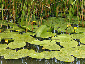 Кубышка жёлтая (Nuphar lutea) — типовой вид рода Кубышка. Общий вид группы цветущих растений