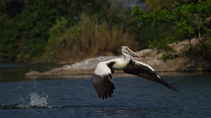 File:Nesting spot-billed pelican.jpg