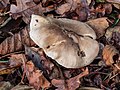 Close up of the top of a fully grown Clitocybe nebularis.