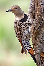 "A brown, tan, and off-white woodpecker with black spots on its belly. It is clinging to a tree."