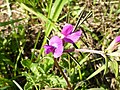 probably Vicia sativa