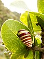 Achatinella livida