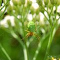 Araniella cucurbitina