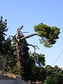 * Nomination A tree in Veli Lošinj, Croatia -jkb- 08:26, 21 May 2016 (UTC) * Decline Insufficient quality. Sorry; poor light, picture too soft and there are chromatic aberrations --A.Savin 13:28, 22 May 2016 (UTC)