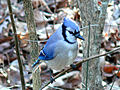 Cyanocitta cristata cristata in Johnston County, Shimoliy Karolina shtatining Jonston okrugidagi Cyanocitta Blue Jay