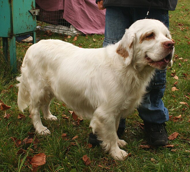 File:Clumber spaniel rybnik kamien pppl.jpg