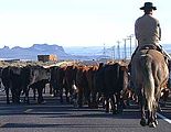 Cowboy herding cattle on Highway 31 near Silver Lake
