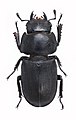 Рогач малий ('Dorcus parallelipipedus). Самка