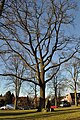 Friedenseiche auf dem Bergstedter Markt in Hamburg-Bergstedt.