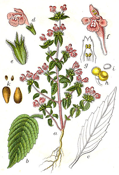 File:Galeopsis ladanum Sturm32.jpg