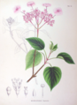 Hydrangea scandens