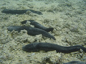 Holothuria leucospilota.