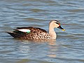 Indian Spotbilled duck in Kaziranga National Park