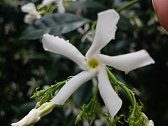 Jasmine flower 03.jpg