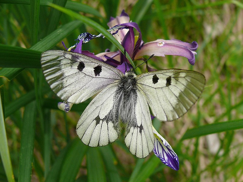 File:Parnassius mnemosyne 03 (HS).JPG