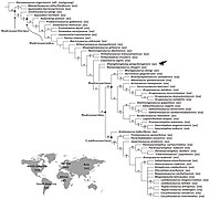 Phylogeny of Hadrosauroidea.jpg