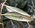 Damage by larva V instar