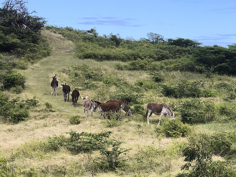 File:Roaming donkeys.jpg